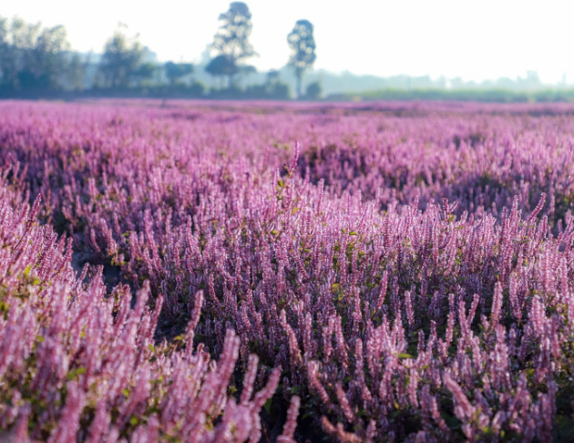 關西山河田街-養身藝遊趣(一日遊)